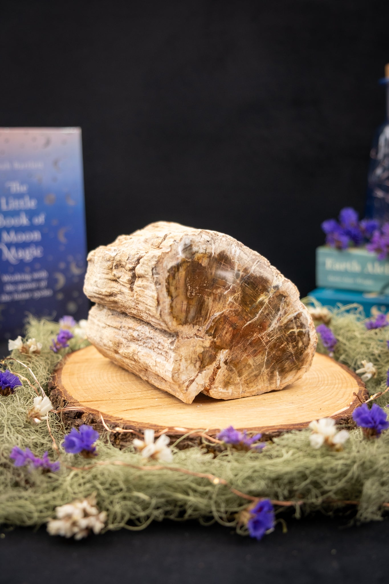 Petrified Wood Slice Freeform