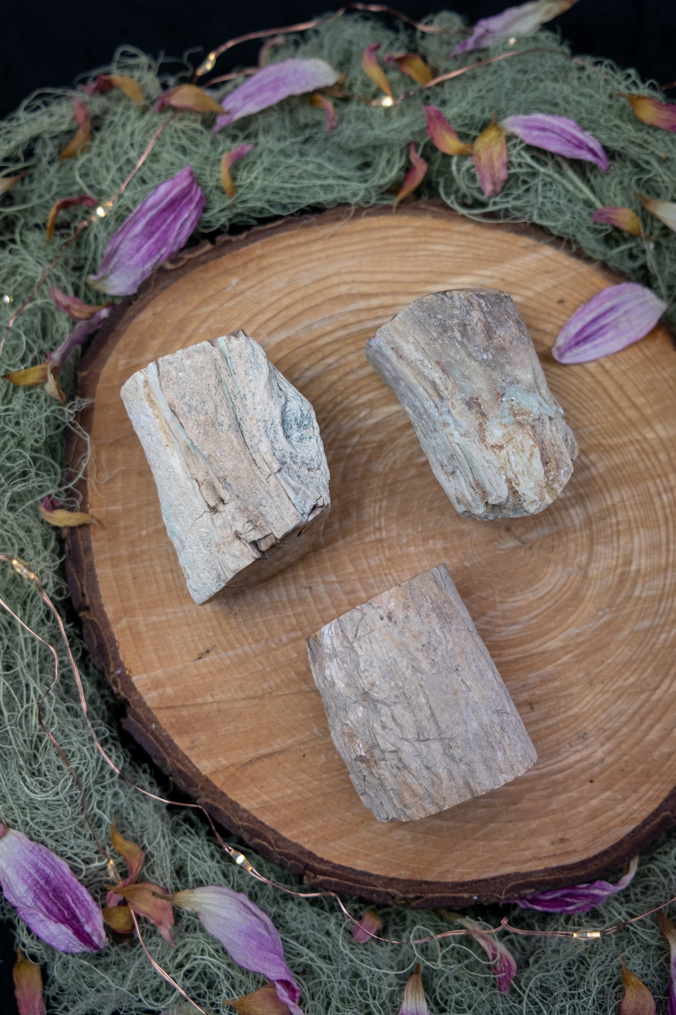 Petrified Wood Slice