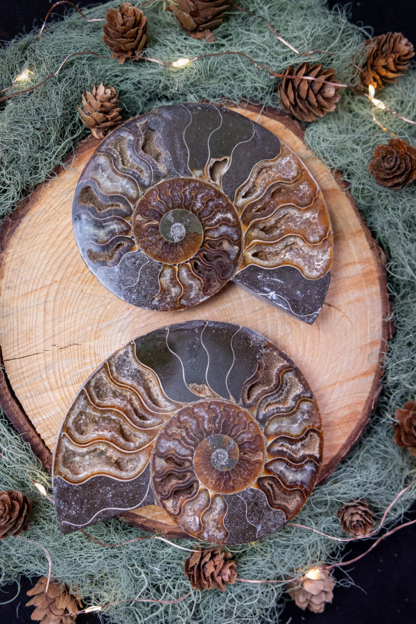 Polished Ammonite Fossil Pair from Madagascar, Drusy Gem Slice, Iridescent Ammonite Fossil Stone, Natural Home Décor and Healing Crystal