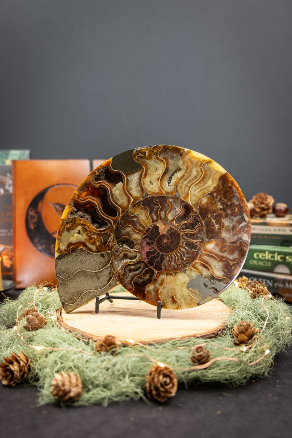 Rare Ammonite Fossil Slice, Iridescent Calcite and Agate Gemstone, Ancient Fossil Stone for Transformation and Grounding