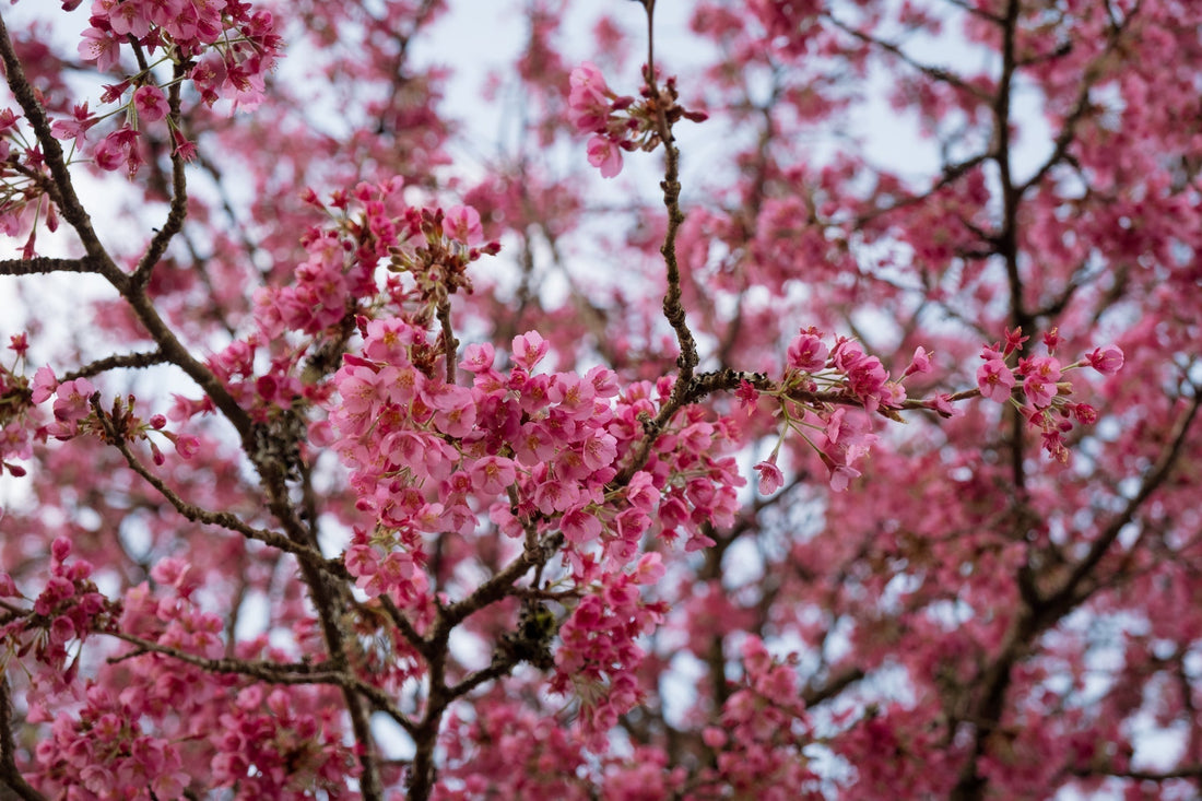 Spring equinox energy: a season of balance, new beginnings and quiet transformation