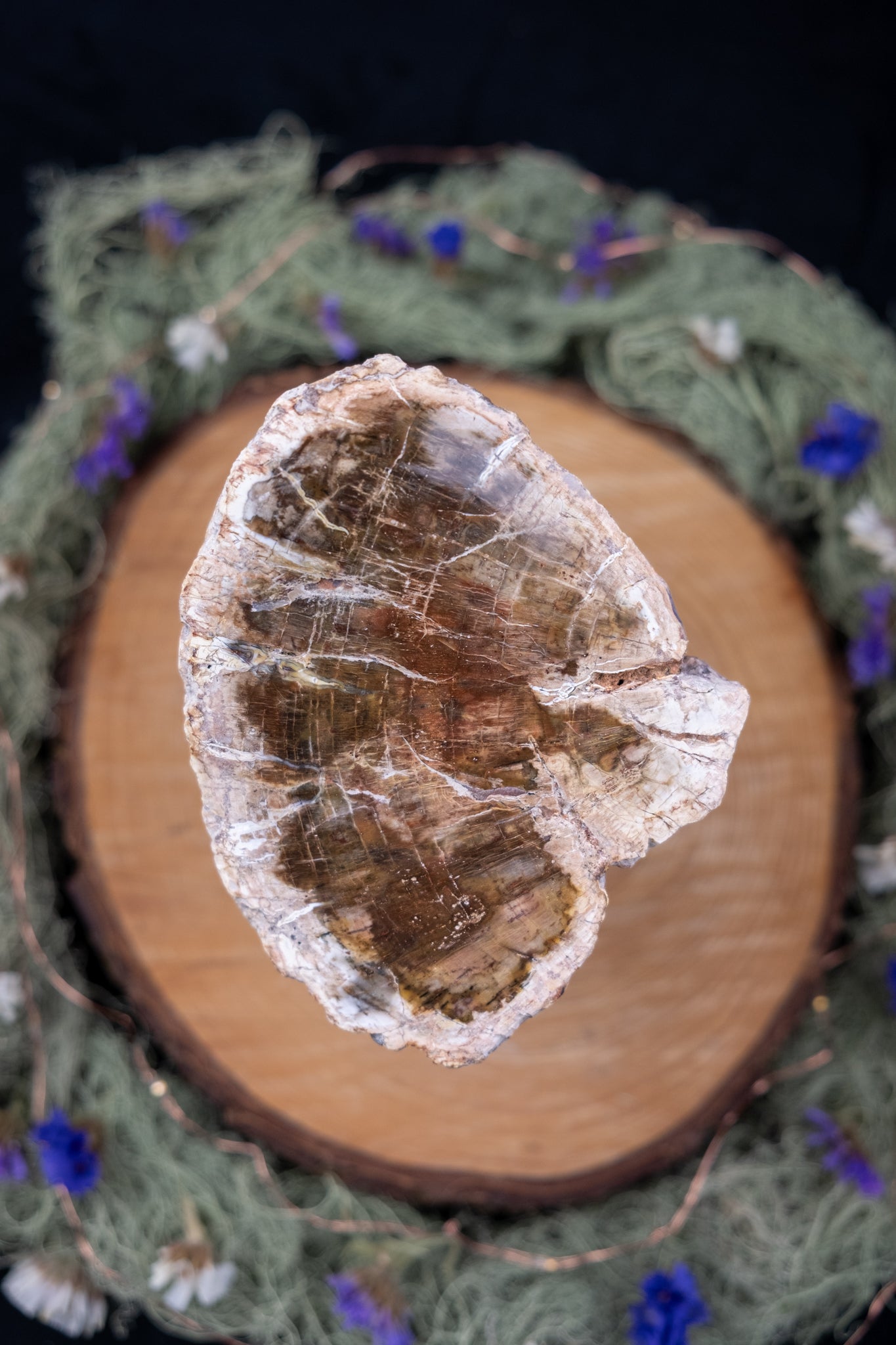 Petrified Wood Slice Freeform