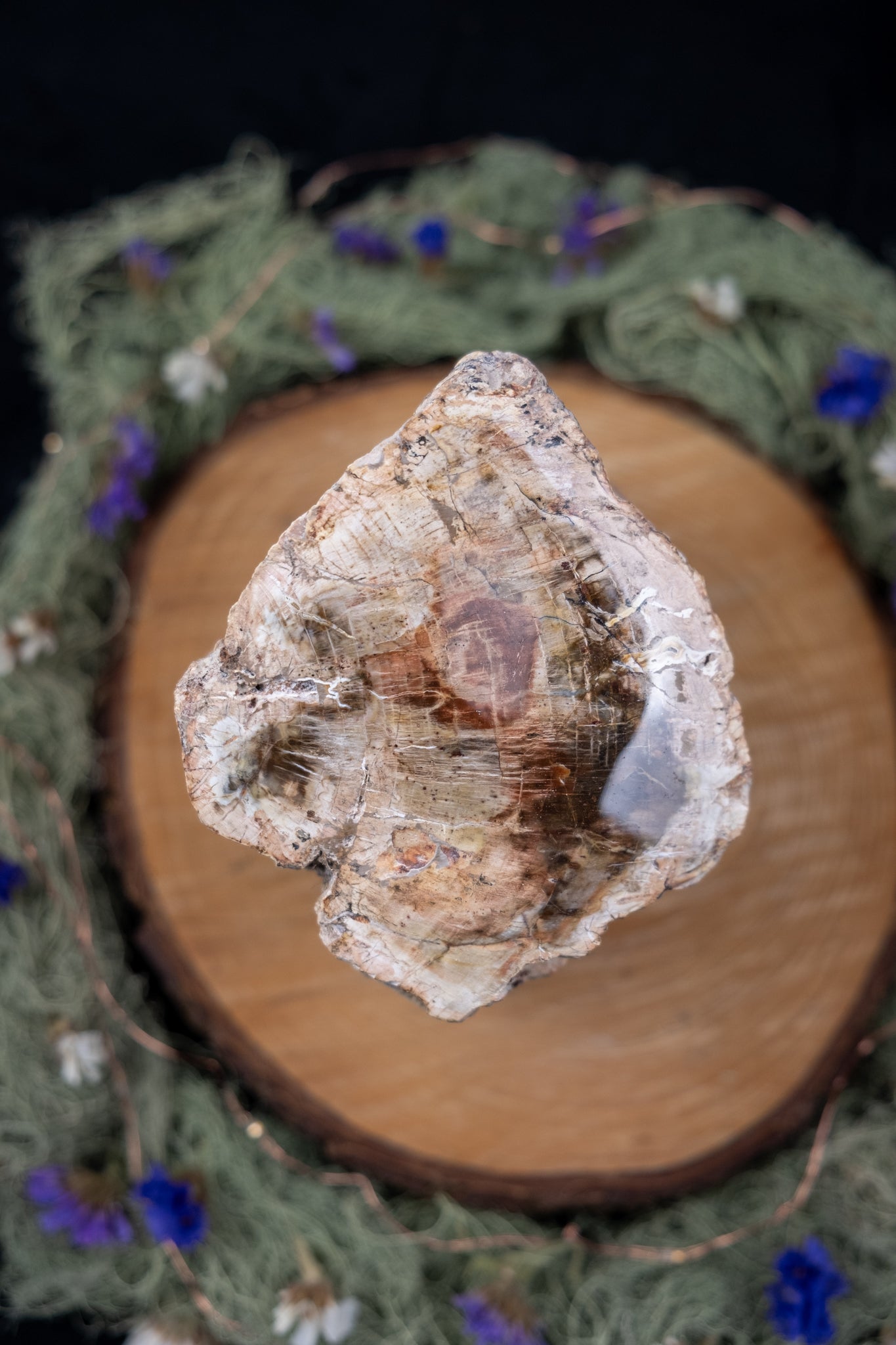 Petrified Wood Slice Freeform