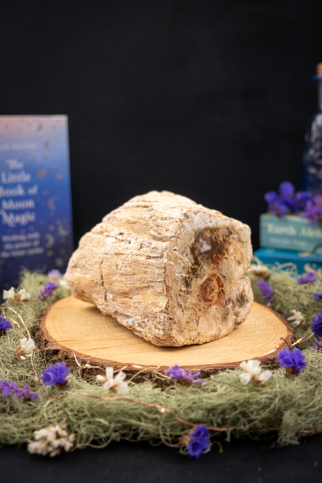 Petrified Wood Slice Freeform