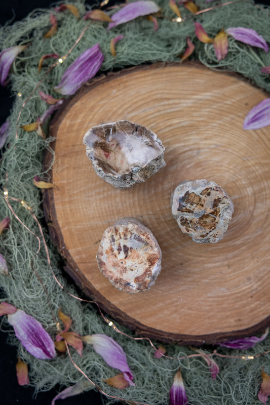 Petrified Wood Slice