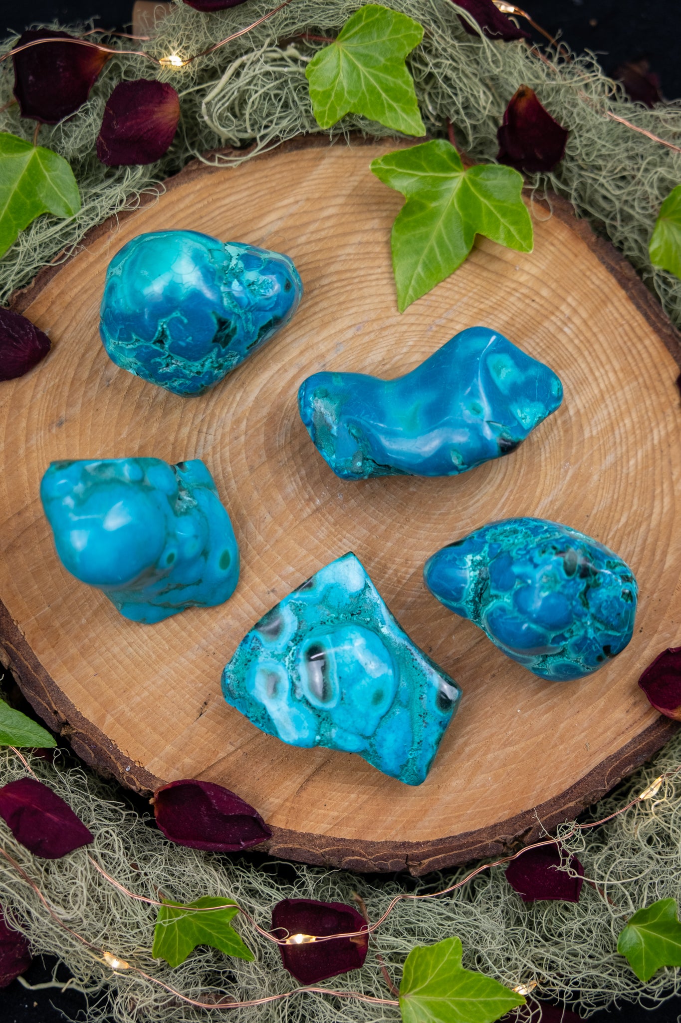 Malacholla Small Polished Freeform