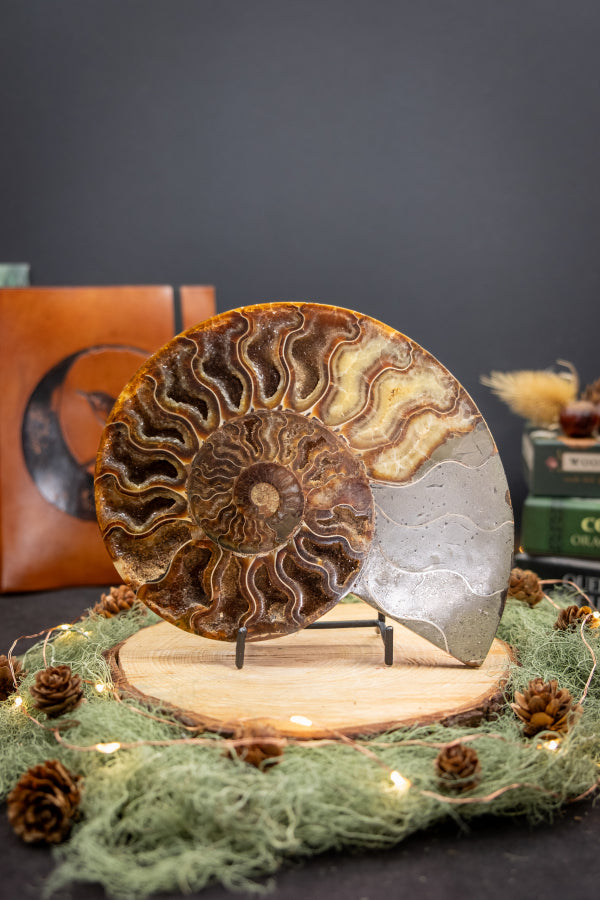 Polished Ammonite Fossil Pair from Madagascar, Drusy Gem Slice, Iridescent Ammonite Fossil Stone, Natural Home Décor and Healing Crystal