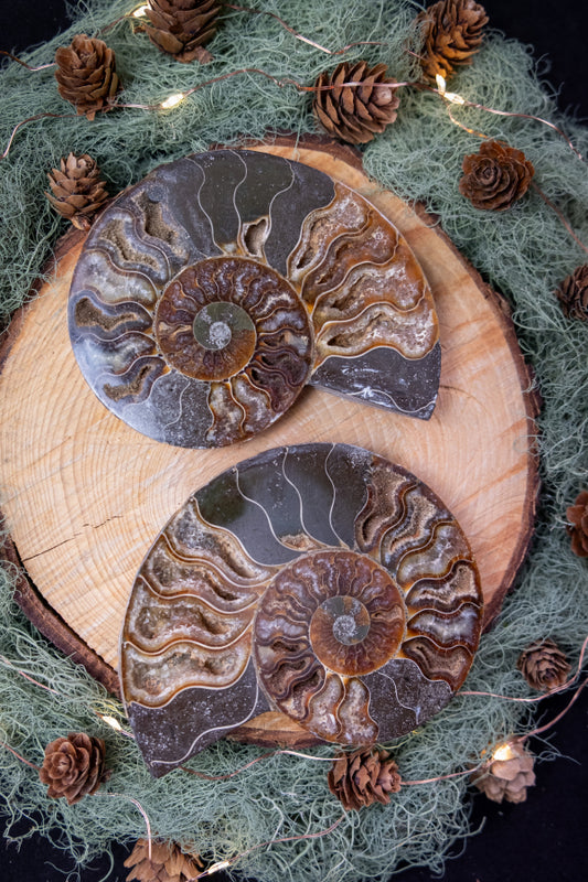 Polished Ammonite Fossil Pair from Madagascar, Drusy Gem Slice, Iridescent Ammonite Fossil Stone, Natural Home Décor and Healing Crystal