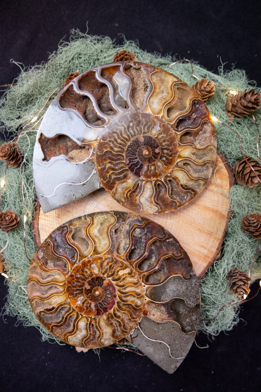 Polished Ammonite Pair with Stands, Fossilised Ammonite Gemstone, Druzy Calcite Crystal Inclusions, Natural Fossil Stone for Home or Healing
