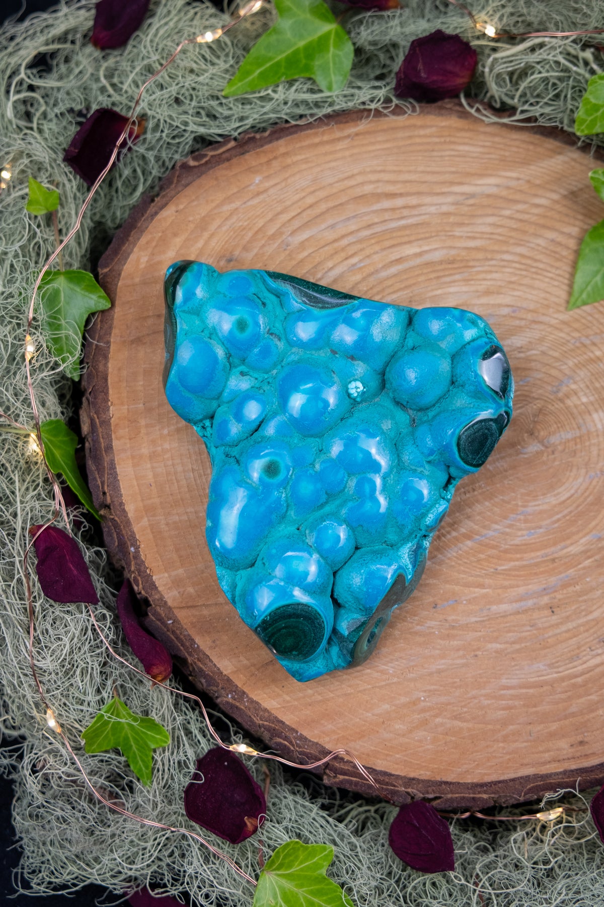 Malacholla Polished Freeform on Stand