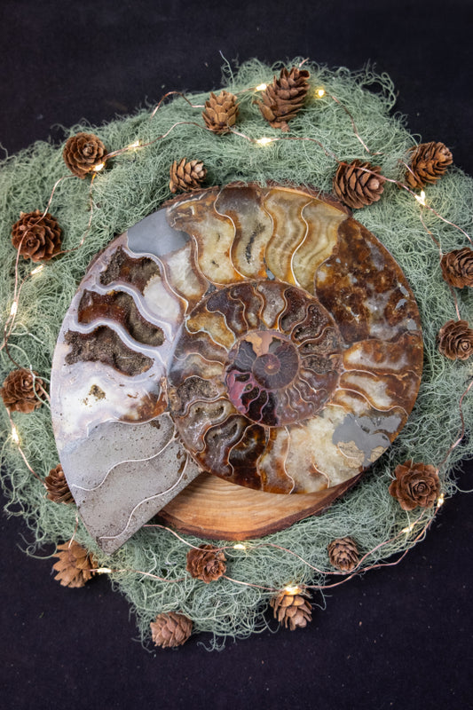 Rare Ammonite Fossil Slice, Iridescent Calcite and Agate Gemstone, Ancient Fossil Stone for Transformation and Grounding