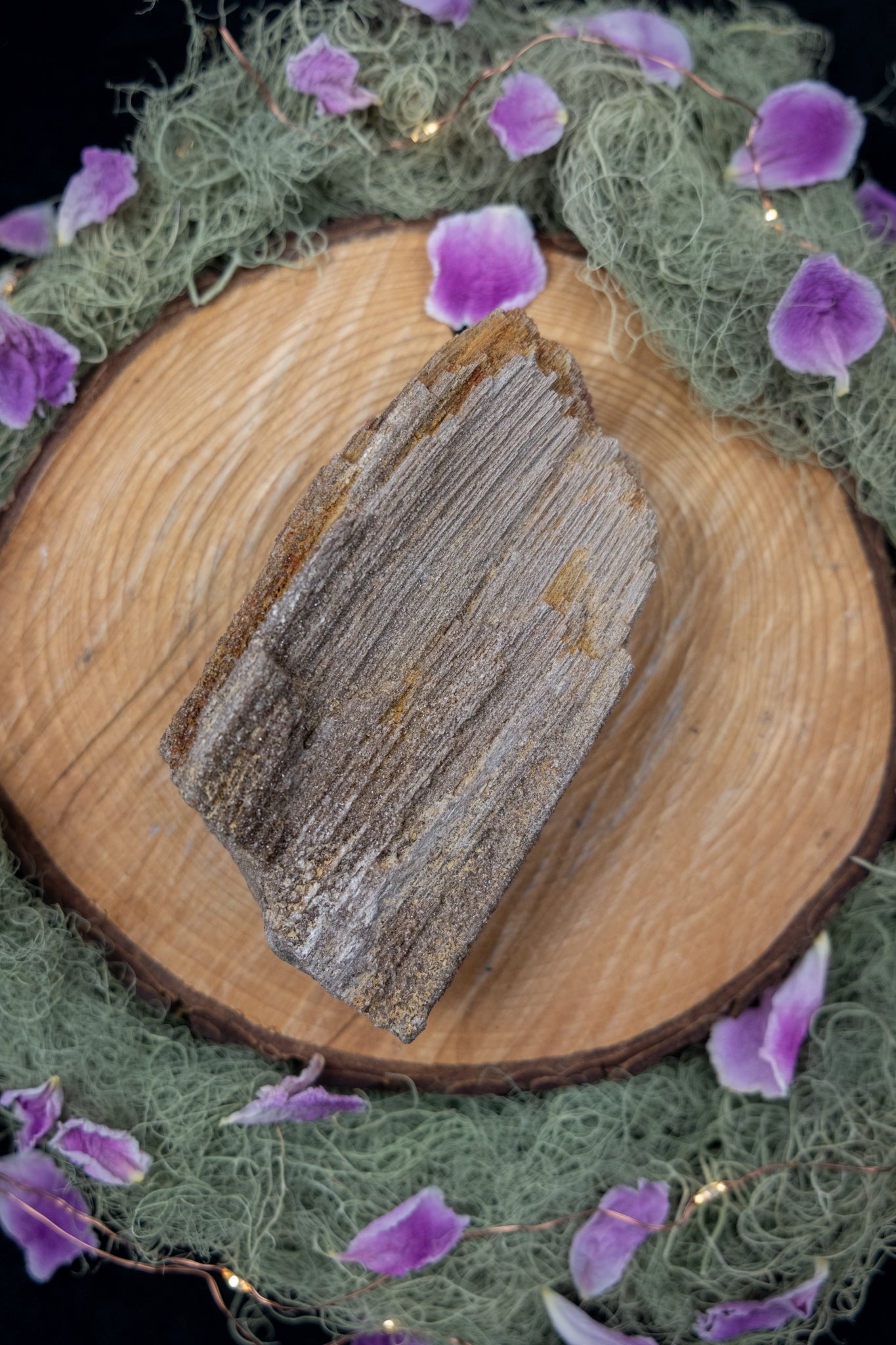 Petrified Wood Specimen
