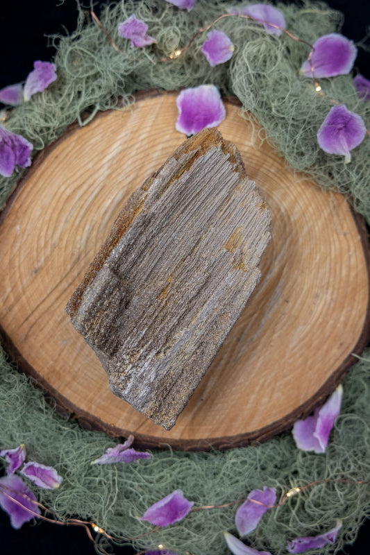 Petrified Wood Specimen