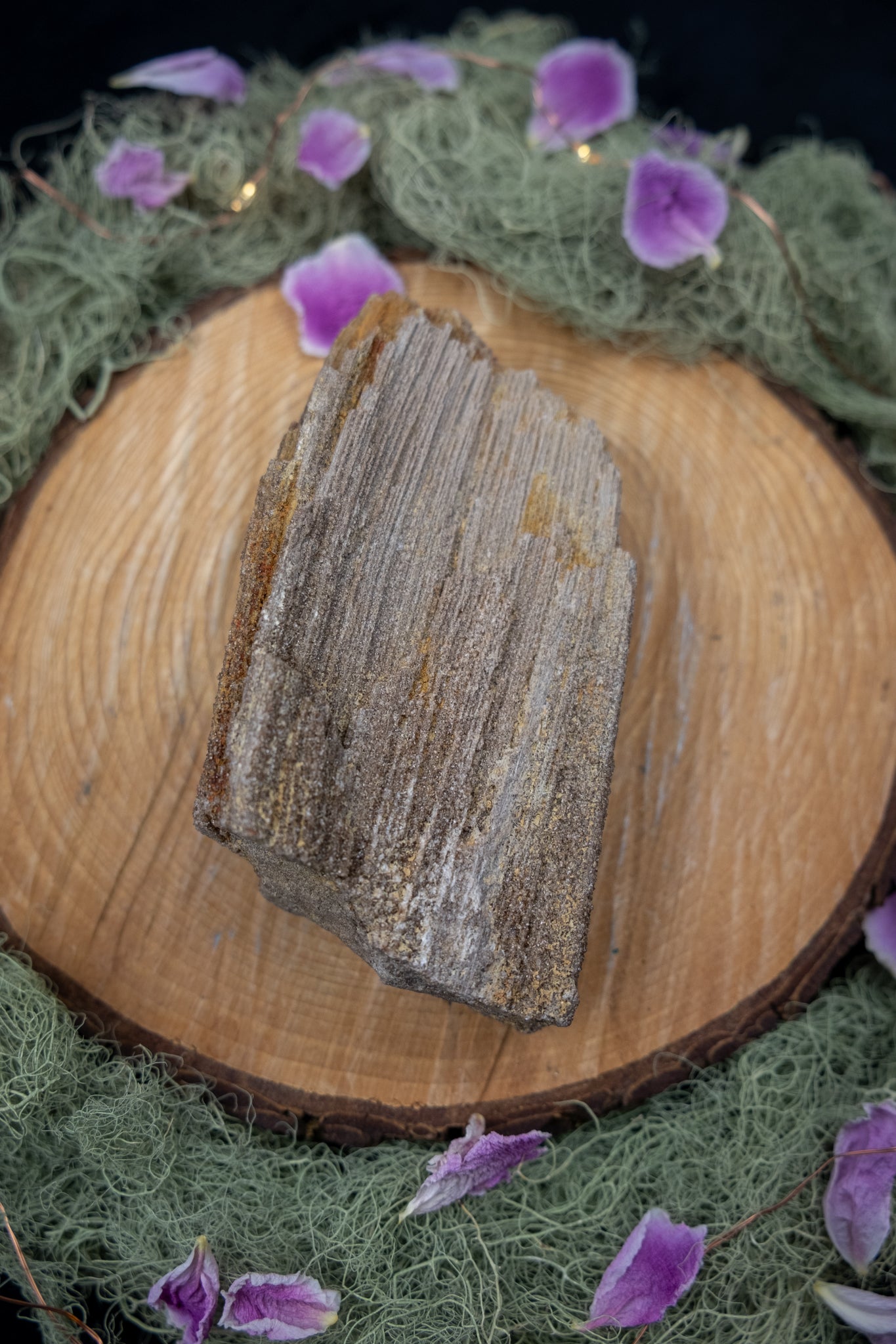 Petrified Wood Specimen