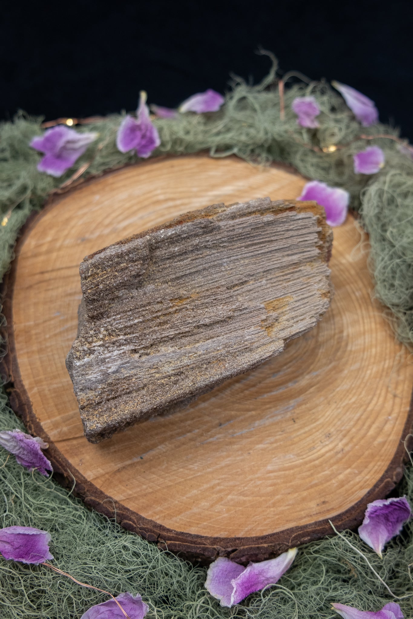 Petrified Wood Specimen