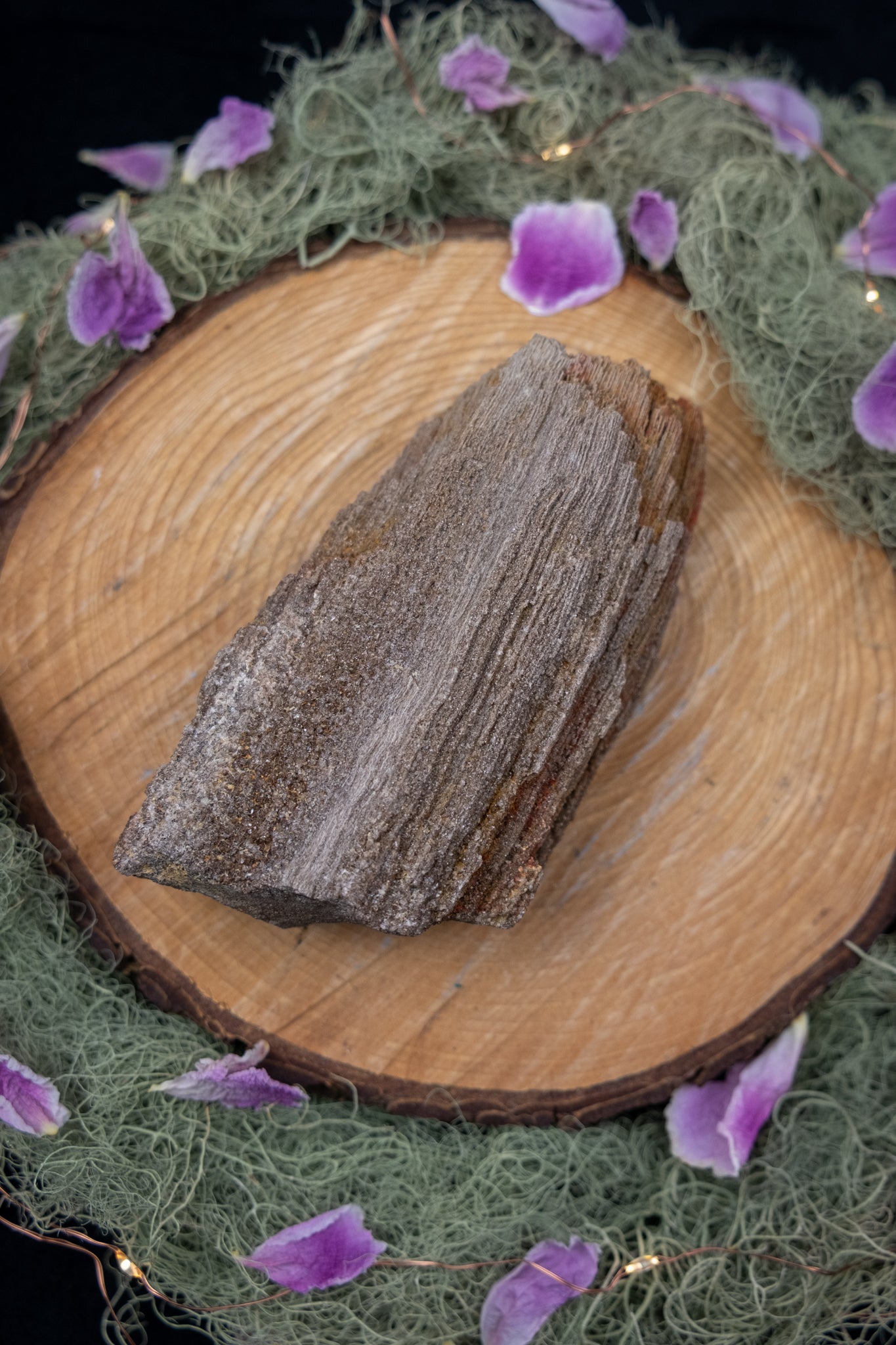 Petrified Wood Specimen