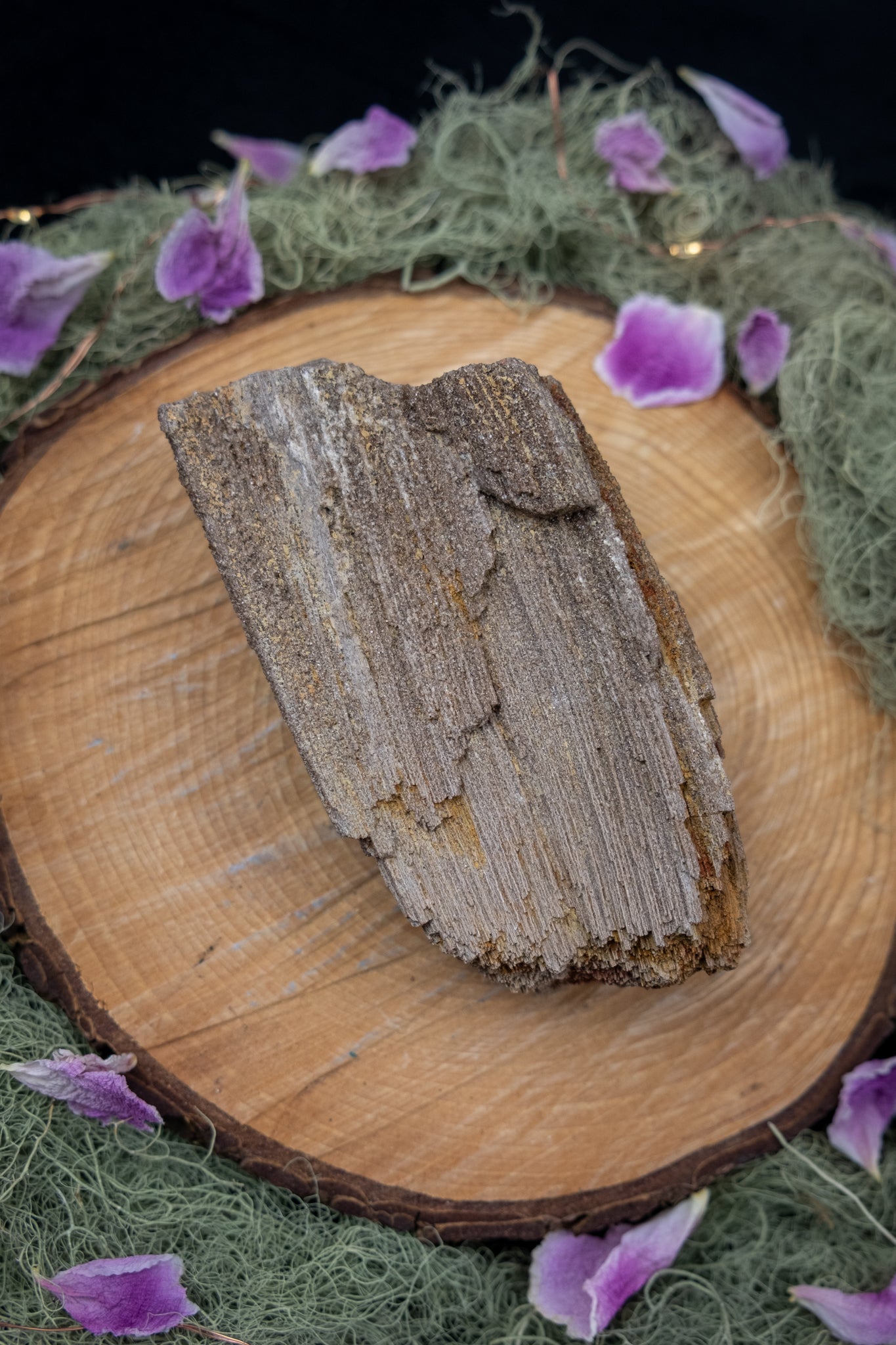 Petrified Wood Specimen