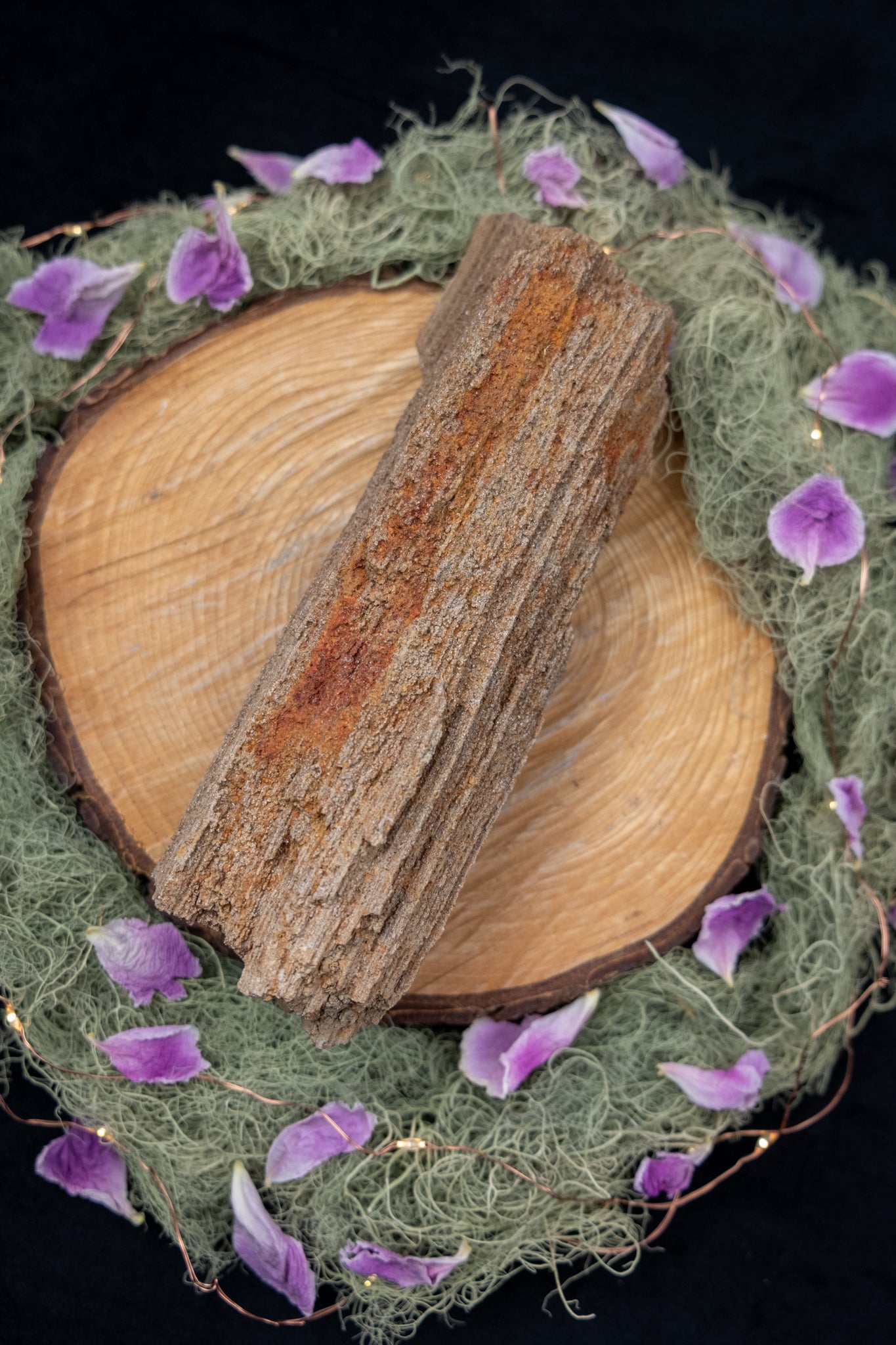 Petrified Wood with Quartz Drusy