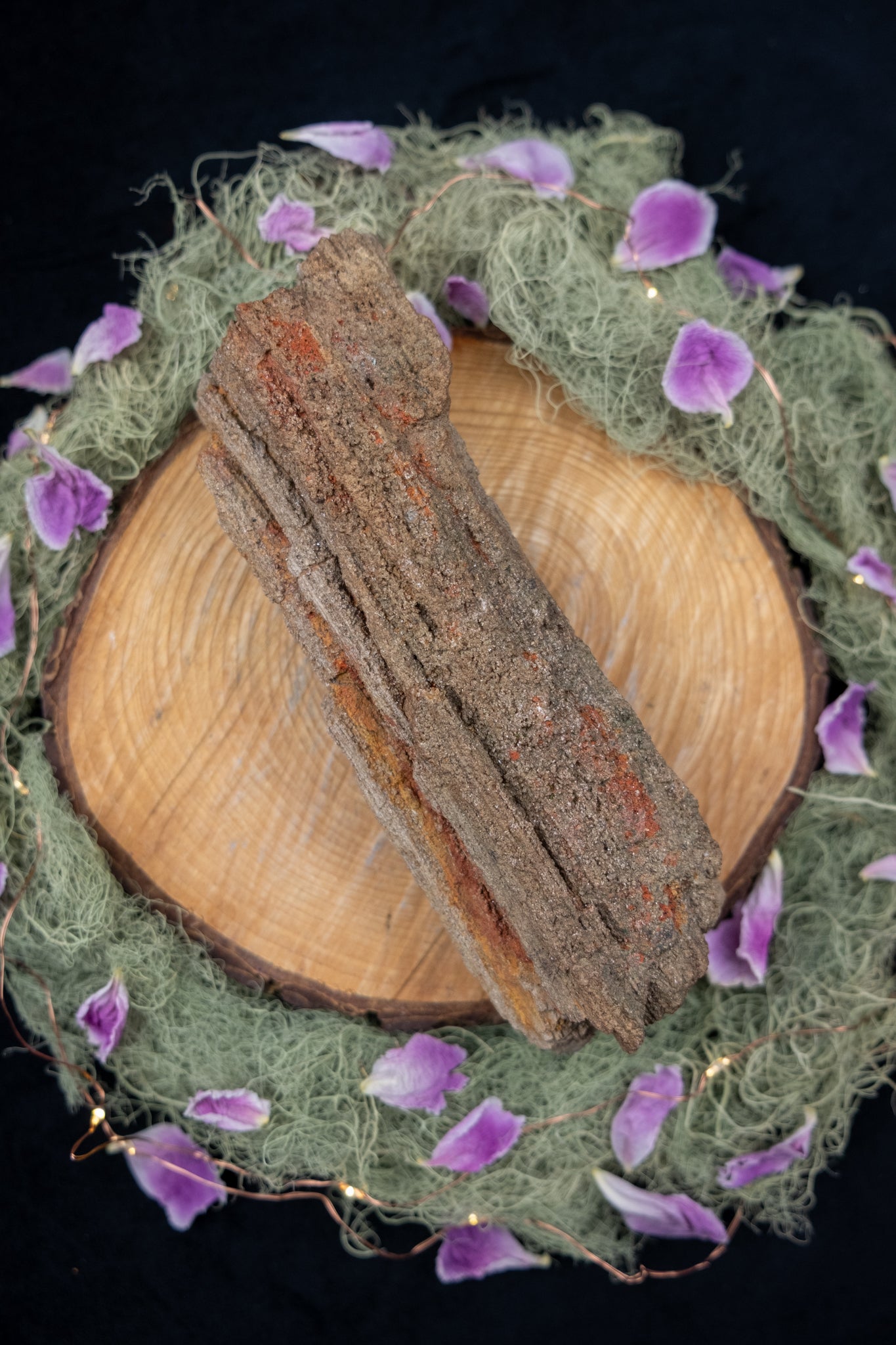 Petrified Wood with Quartz Drusy