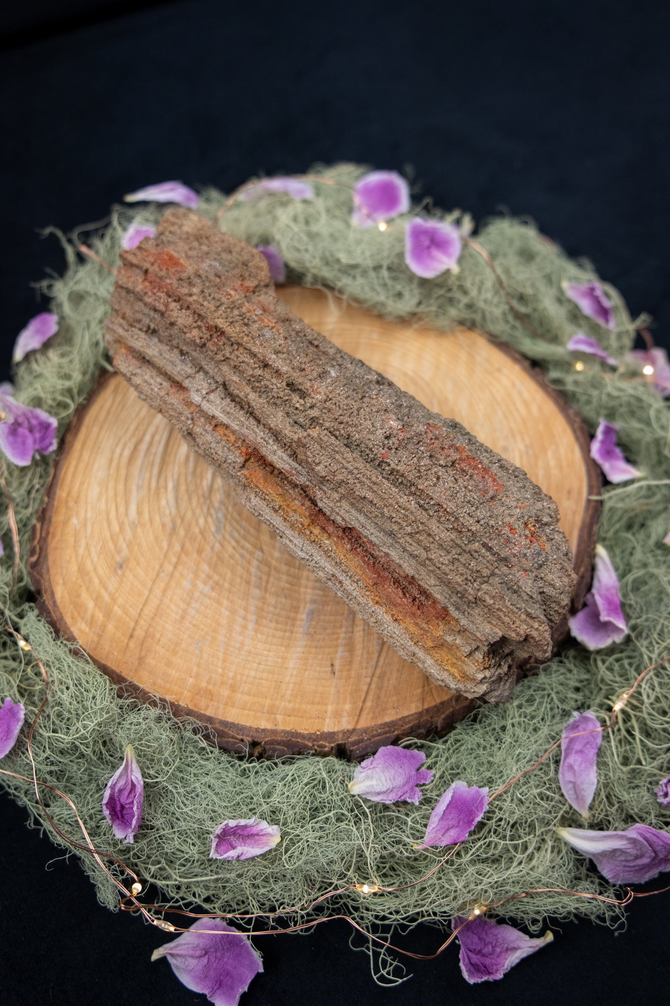 Petrified Wood with Quartz Drusy