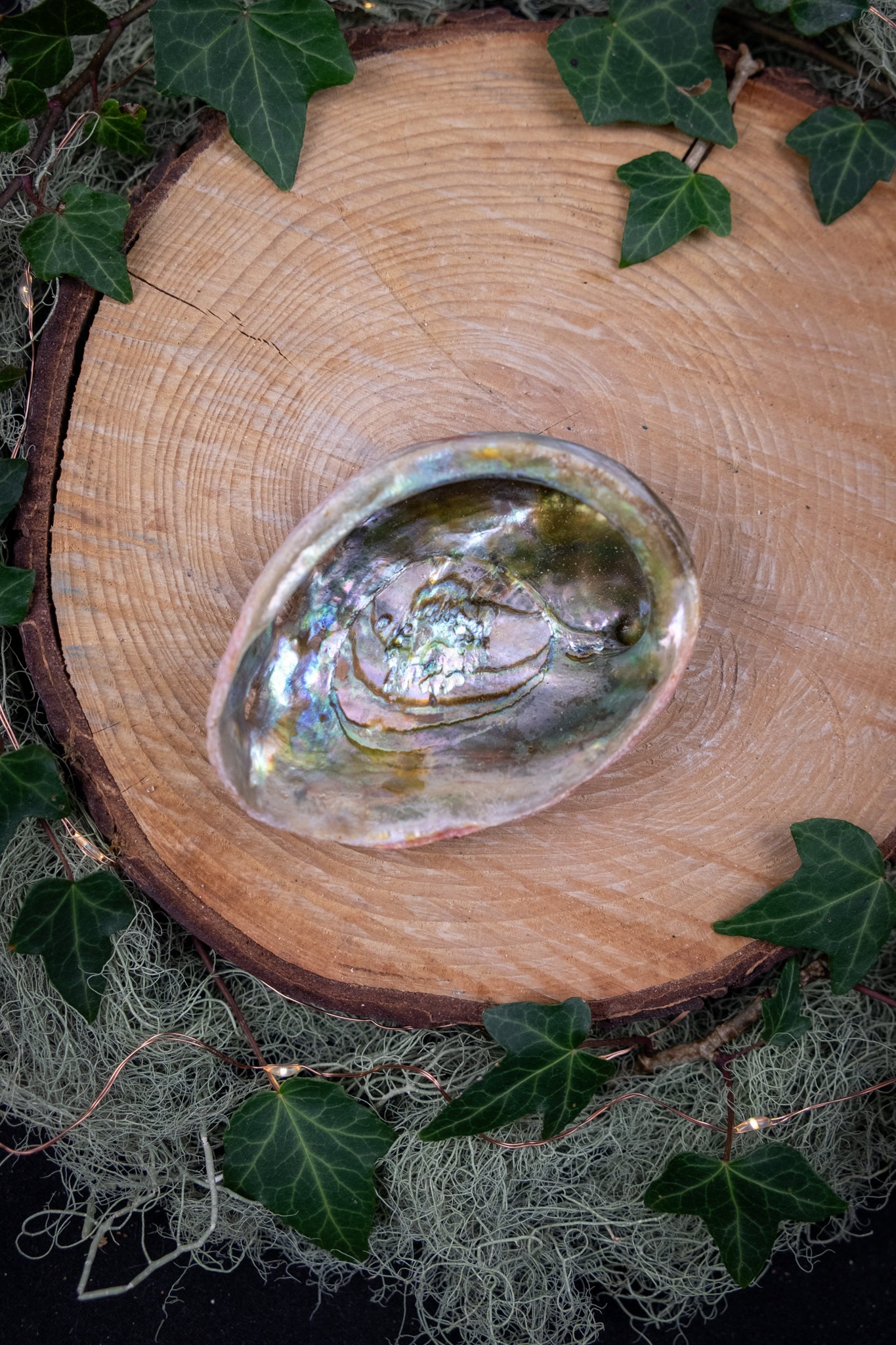 Abalone Shell, Ethically sourced Abalone shell from Mexico, Ritual smudge holder, Smudge kit, Sage holder.
