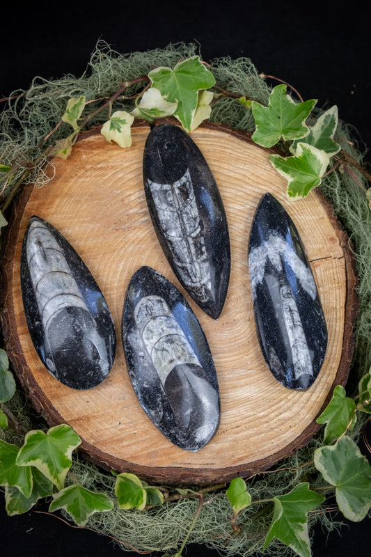 Orthoceras Fossil Stone, Ancient Fossilised Sea Creature, Grounding Crystal, Earth Energy Gem for Ancestral Wisdom and Stability