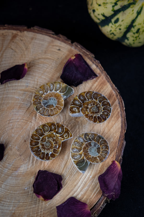 Natural Ammonite pairs, Ammonite crystal, Fossil shell, Emotional balance, Release negative patterns, Ancient wisdom.