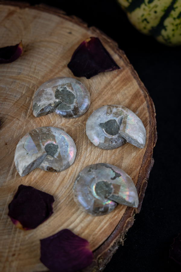 Natural Ammonite pairs, Ammonite crystal, Fossil shell, Emotional balance, Release negative patterns, Ancient wisdom.