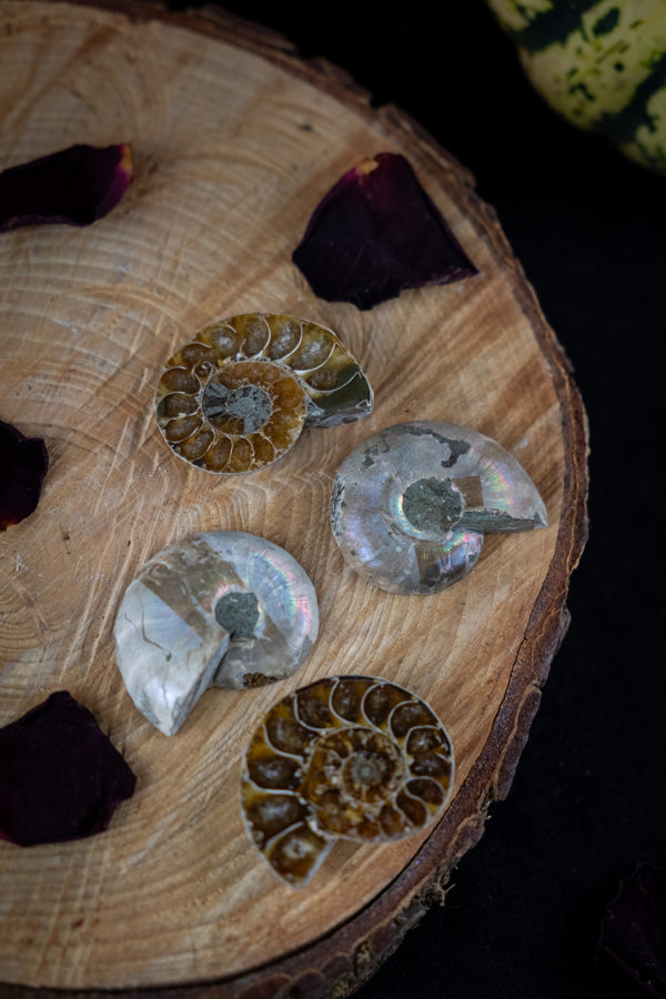 Natural Ammonite pairs, Ammonite crystal, Fossil shell, Emotional balance, Release negative patterns, Ancient wisdom.